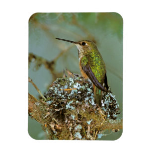 North America, USA, Alaska. Rufous Humming bird Magnet