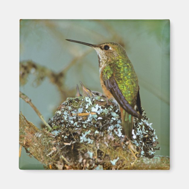 North America, USA, Alaska. Rufous Humming bird Magnet (Front)