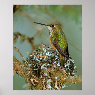 North America, USA, Alaska. Rufous Humming bird Poster