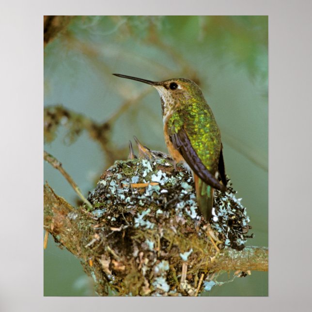 North America, USA, Alaska. Rufous Humming bird Poster (Front)