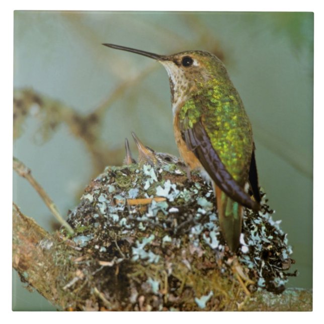 North America, USA, Alaska. Rufous Humming bird Tile (Front)