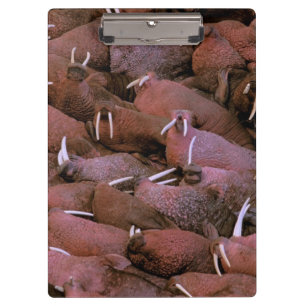 North America, USA, Alaska, Yukon Delta National Clipboard