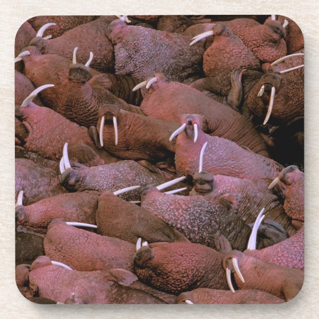 North America, USA, Alaska, Yukon Delta National Coaster (Front)