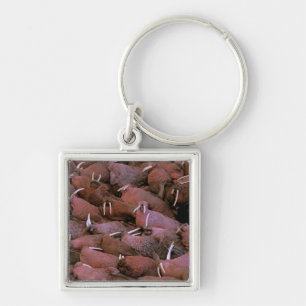North America, USA, Alaska, Yukon Delta National Key Ring