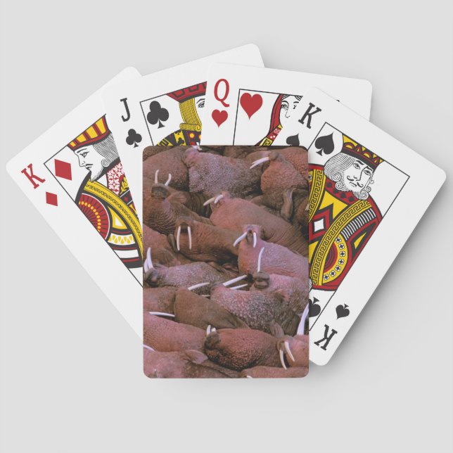 North America, USA, Alaska, Yukon Delta National Playing Cards (Back)