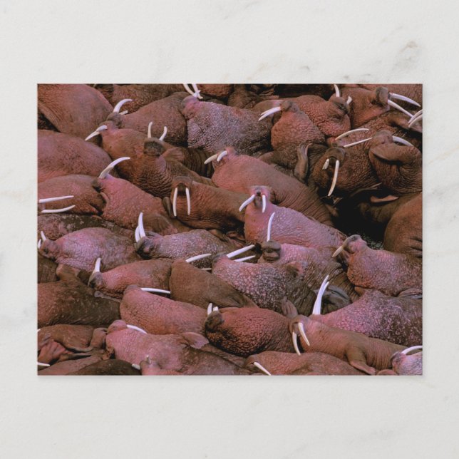 North America, USA, Alaska, Yukon Delta National Postcard (Front)