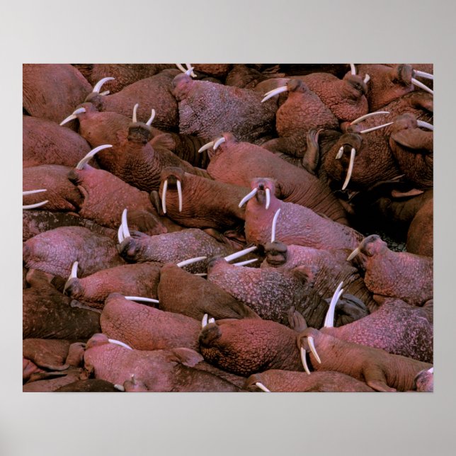 North America, USA, Alaska, Yukon Delta National Poster (Front)