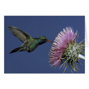 North America, USA, Arizona. Broad-billed