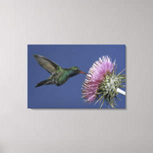 North America, USA, Arizona. Broad-billed Canvas Print