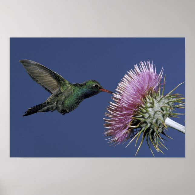North America, USA, Arizona. Broad-billed Poster (Front)