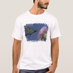 North America, USA, Arizona. Broad-billed T-Shirt