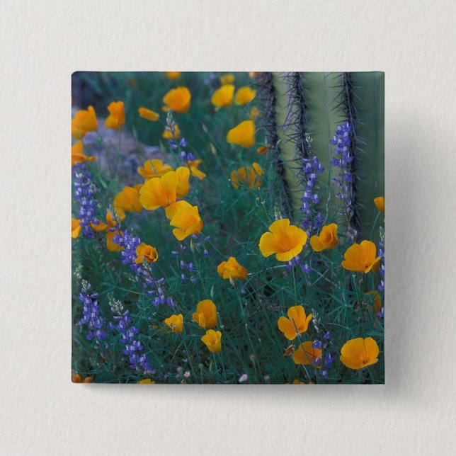 North America, USA, Arizona, Organ Pipe Cactus 15 Cm Square Badge (Front)