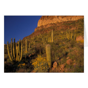 North America, USA, Arizona, Organ Pipe Cactus 2
