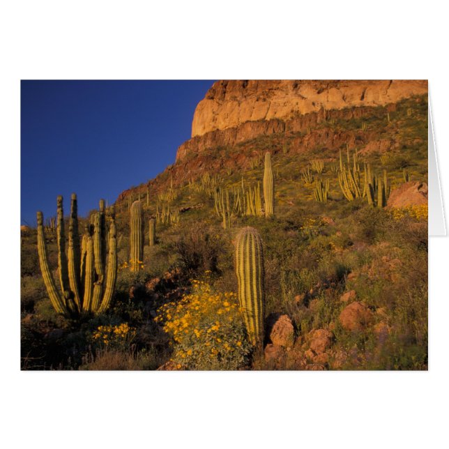 North America, USA, Arizona, Organ Pipe Cactus 2 (Front Horizontal)