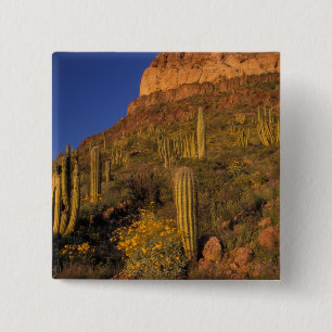 North America, USA, Arizona, Organ Pipe Cactus 2 15 Cm Square Badge