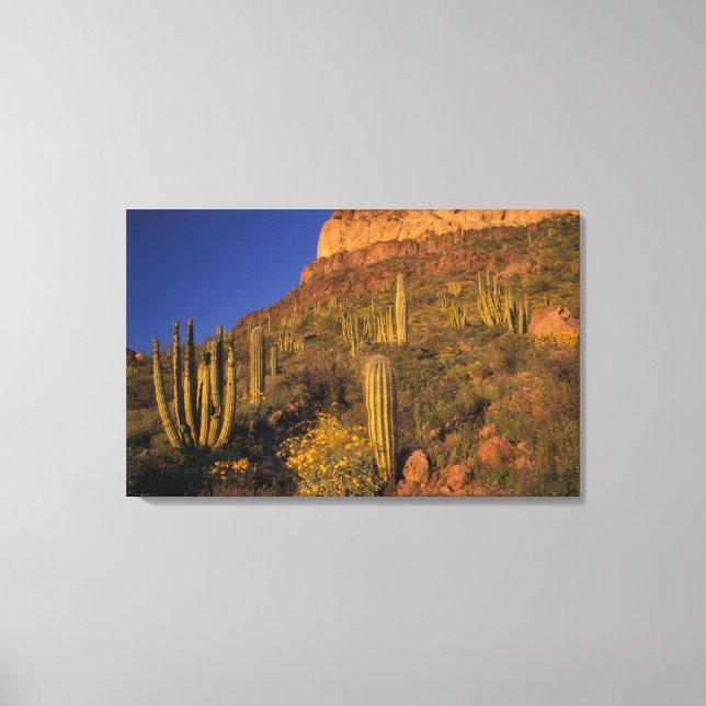 North America, USA, Arizona, Organ Pipe Cactus 2 Canvas Print (Front)