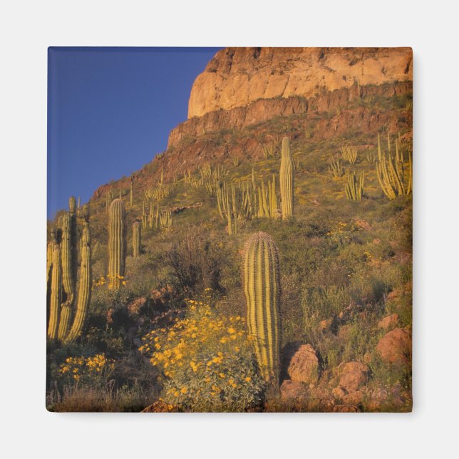 North America, USA, Arizona, Organ Pipe Cactus 2 Magnet (Front)