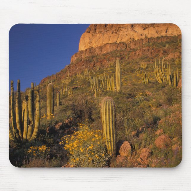 North America, USA, Arizona, Organ Pipe Cactus 2 Mouse Mat (Front)