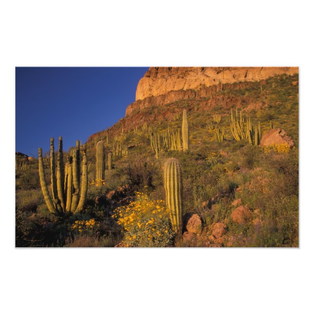 North America, USA, Arizona, Organ Pipe Cactus 2 Photo Print (Front)