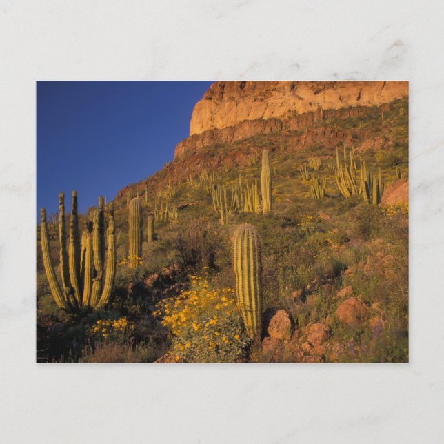 North America, USA, Arizona, Organ Pipe Cactus 2 Postcard (Front)