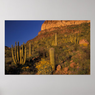 North America, USA, Arizona, Organ Pipe Cactus 2 Poster