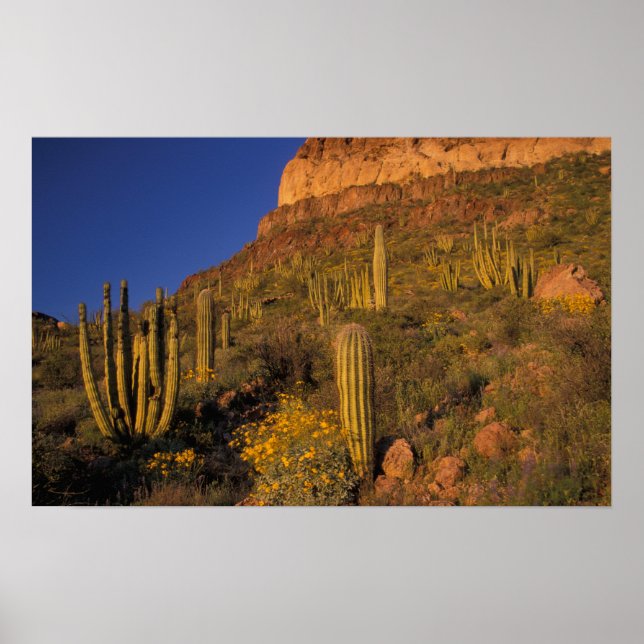 North America, USA, Arizona, Organ Pipe Cactus 2 Poster (Front)