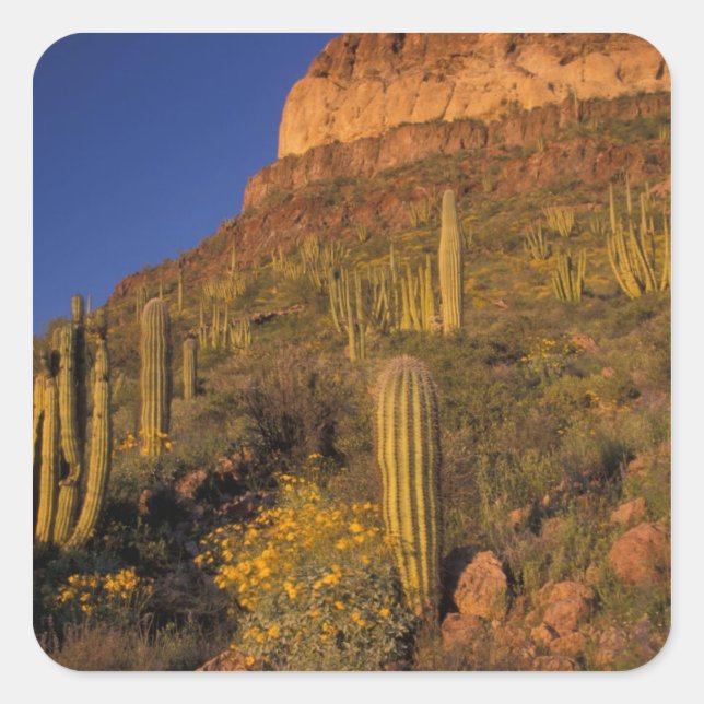 North America, USA, Arizona, Organ Pipe Cactus 2 Square Sticker (Front)