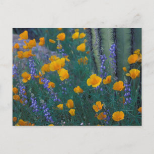 North America, USA, Arizona, Organ Pipe Cactus Postcard