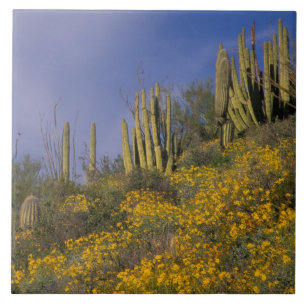 North America, USA, Arizona, Organ Pipe Cactus Tile