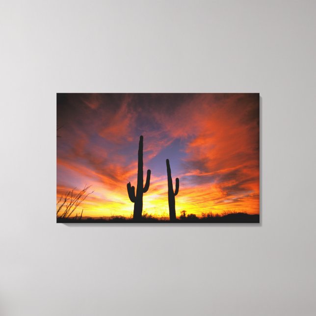 North America, USA, Arizona, Sonoran Desert. Canvas Print (Front)