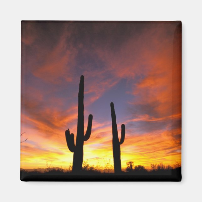 North America, USA, Arizona, Sonoran Desert. Magnet (Front)