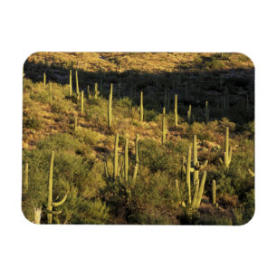 North America, USA, Arizona, Sonoran Desert Magnet