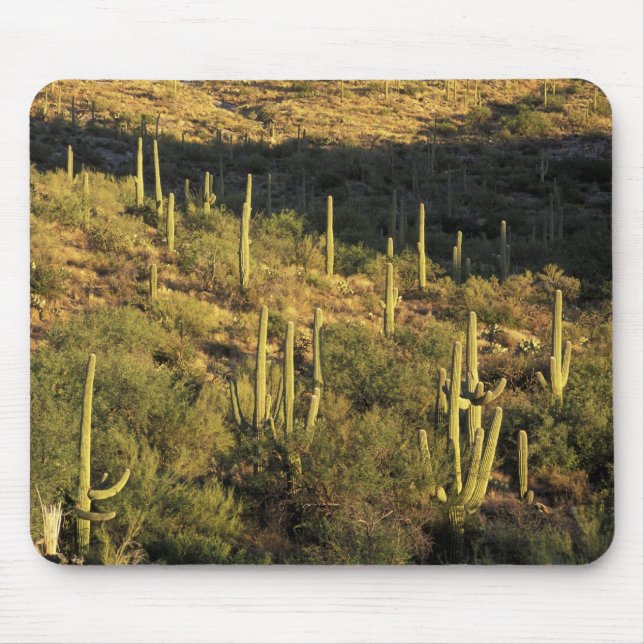 North America, USA, Arizona, Sonoran Desert Mouse Mat (Front)