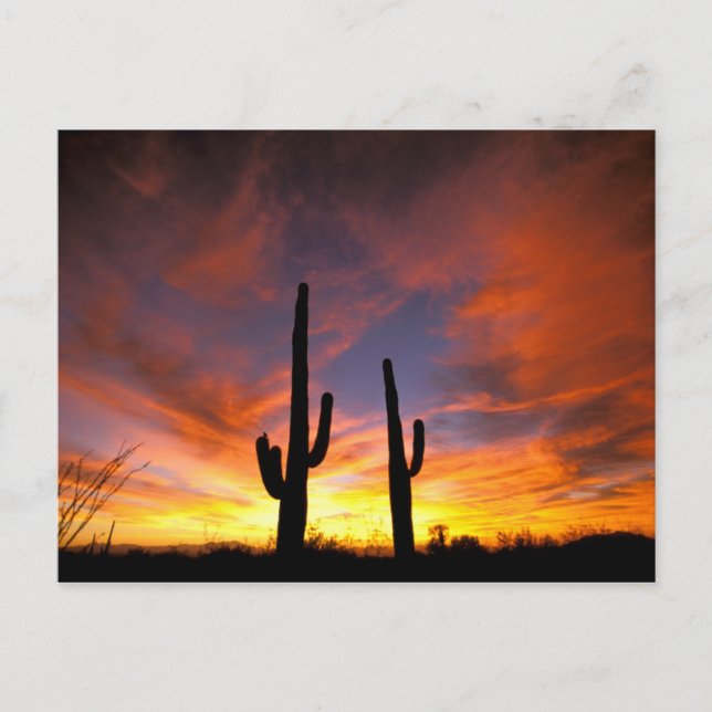 North America, USA, Arizona, Sonoran Desert. Postcard (Front)