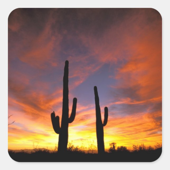 North America, USA, Arizona, Sonoran Desert. Square Sticker (Front)