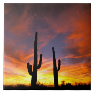 North America, USA, Arizona, Sonoran Desert. Tile