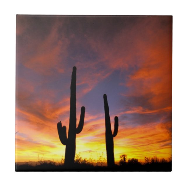 North America, USA, Arizona, Sonoran Desert Tile (Front)