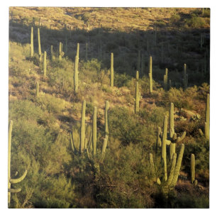North America, USA, Arizona, Sonoran Desert Tile