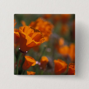 North America, USA, California, Antelope Valley, 15 Cm Square Badge