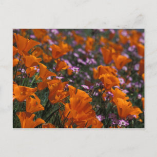 North America, USA, California, Antelope Valley, 2 Postcard