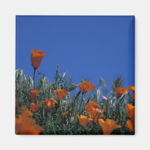 North America, USA, California, Antelope Valley, 3 Magnet