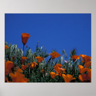 North America, USA, California, Antelope Valley, 3 Poster
