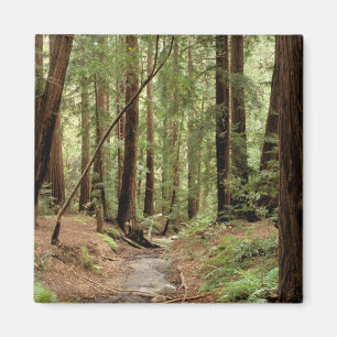 North America, USA, California, Big Sur, 3 Magnet