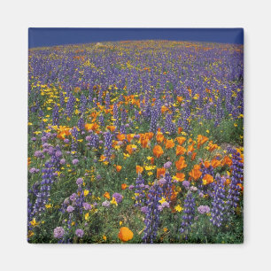 North America, USA, California, Los Angeles 2 Magnet