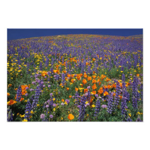 North America, USA, California, Los Angeles 2 Photo Print