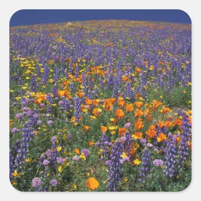 North America, USA, California, Los Angeles 2 Square Sticker (Front)