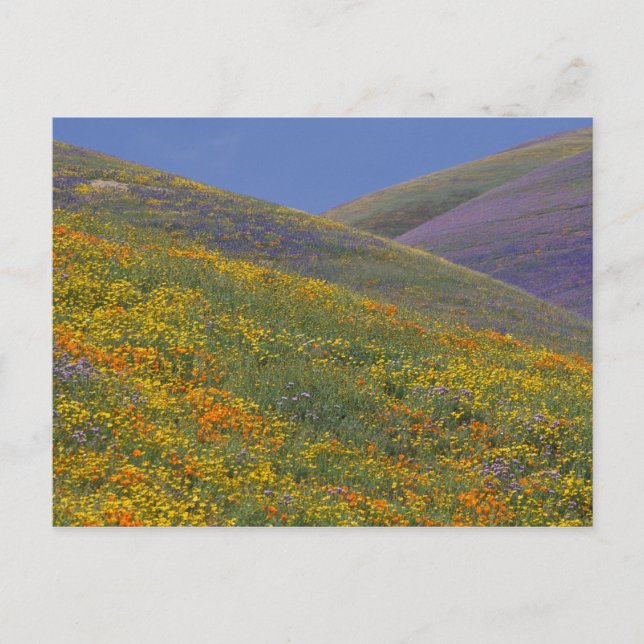 North America, USA, California, Los Angeles Postcard (Front)