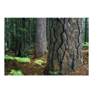 North America, USA, California, Yosemite 2 Photo Print