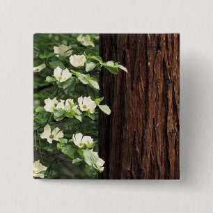 North America, USA, California, Yosemite 3 15 Cm Square Badge