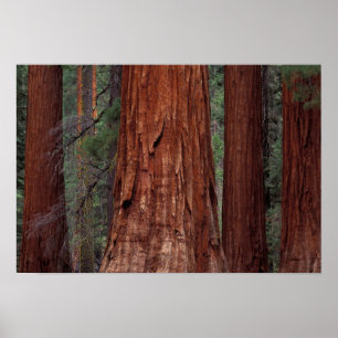 North America, USA, California, Yosemite NP, 2 Poster